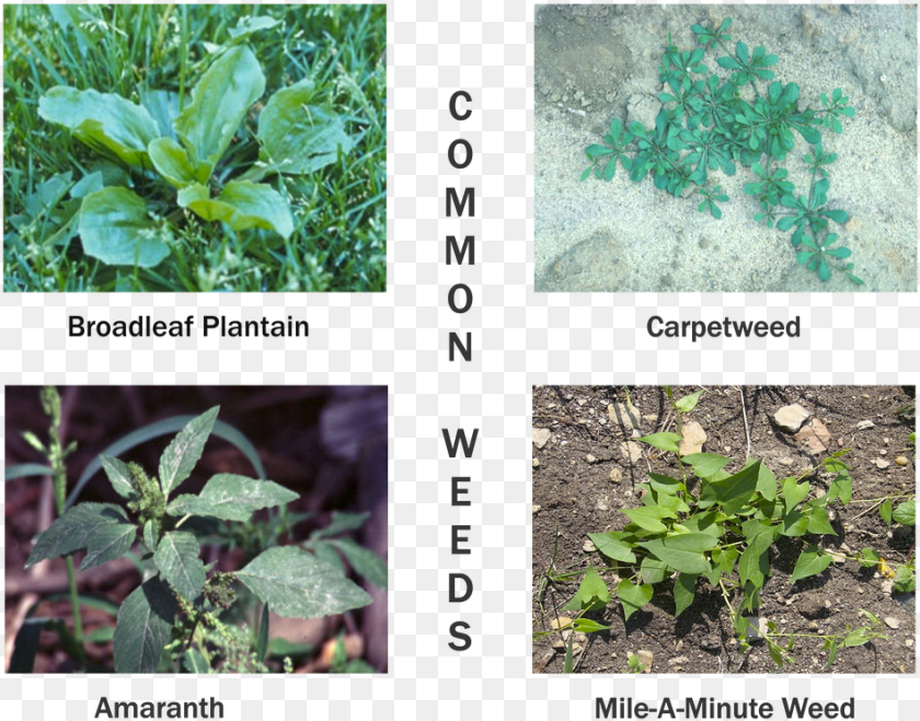 949x744 Picture Plantain Weeds, Grass, Herbal, Herbs, Leaf Sticker PNG