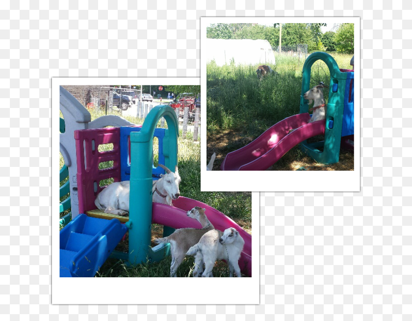 638x594 Picture Playground Slide, Play Area, Dog, Pet HD PNG Download