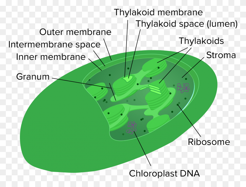 2071x1540 Picture Royalty Free Mitochondria And Chloroplasts Chloroplast Is Chlorophyll Found, Frisbee, Toy, Food HD PNG Download