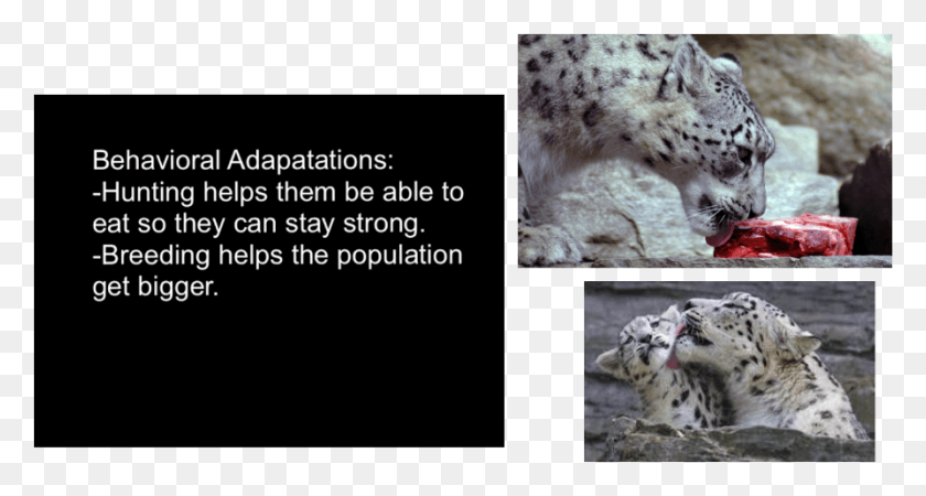 894x447 Picture Snow Leopard, Panther, Wildlife, Mammal HD PNG Download