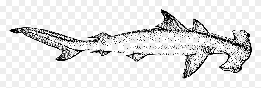 2400x690 Изображение Прозрачное Большое Изображение Акула-Молот, Серая, Мир Варкрафта Png Скачать