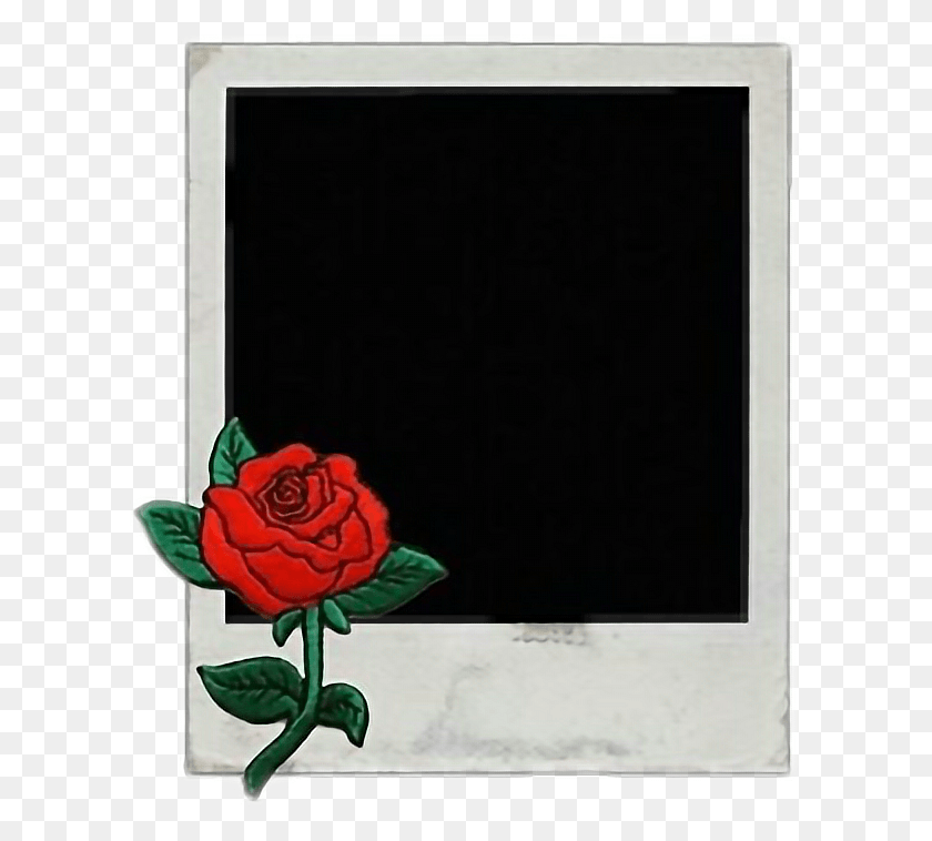 606x698 Descargar Png Picture Tumblr Summer Flowers Polaroid Wattpad Iphone 6 Pantalla De Inicio Dope, Rose, Flor, Planta Hd Png