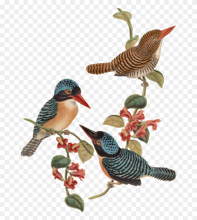 670x876 Pictures Free Funeral Bird Seed Packets, Animal, Jay, Plant HD PNG Download