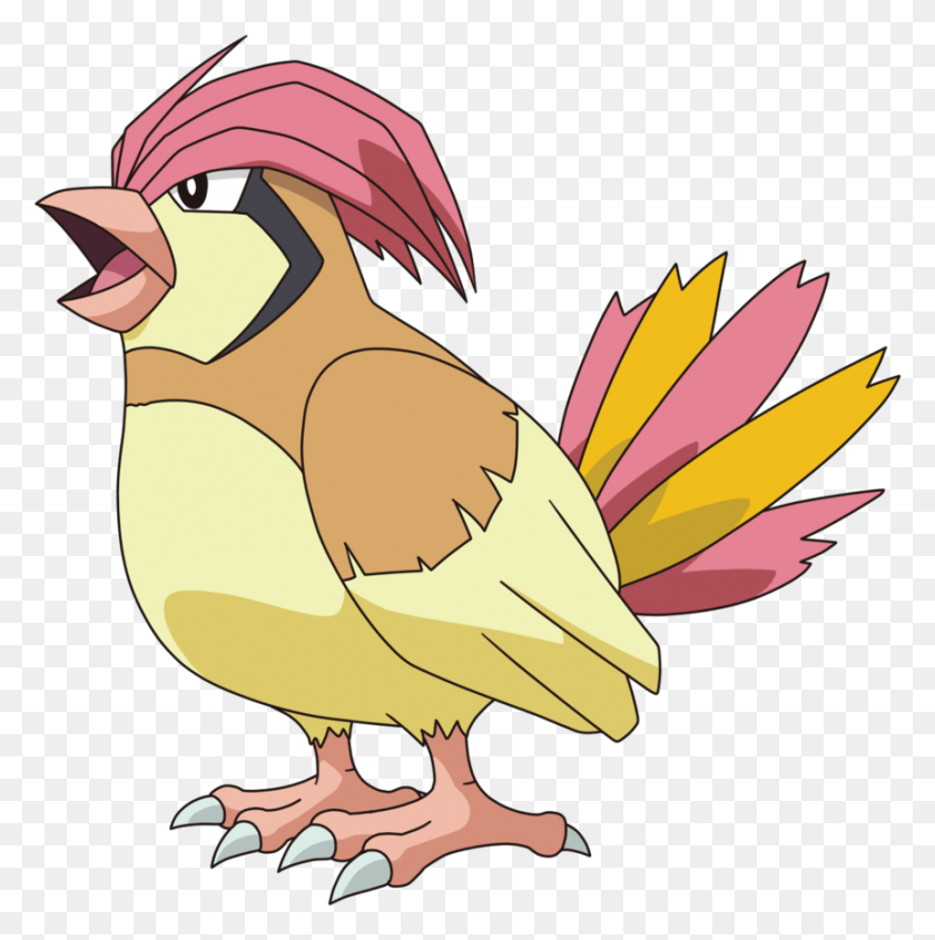 861x867 Pidgeotto, Bird, Animal, Finch HD PNG Download