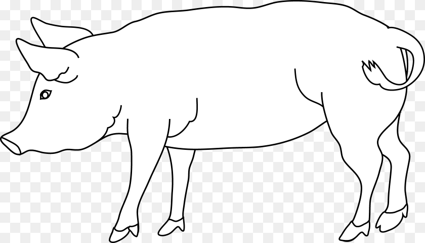 6363x3636 Pig Coloring, Animal, Mammal, Hog, Wildlife PNG