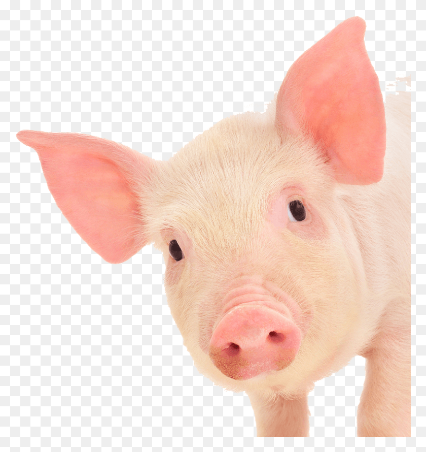 812x865 Pig Ears Cute Pig White Background, Mammal, Animal, Hog HD PNG Download