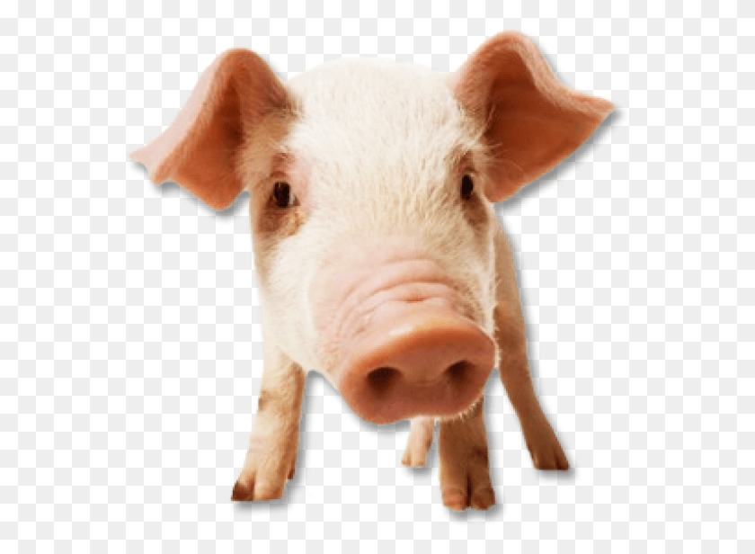 561x556 Свинья Бесплатно Cerdo, Млекопитающее, Животное, Свинья Hd Png Скачать