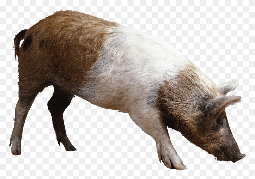 3548x2408 Pig Image Pig Transparent HD PNG Download