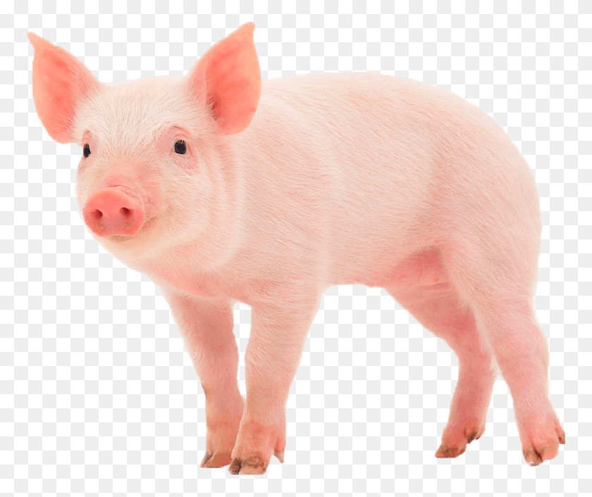 766x646 Свинья Свинья, Млекопитающее, Животное, Свинья Png Скачать