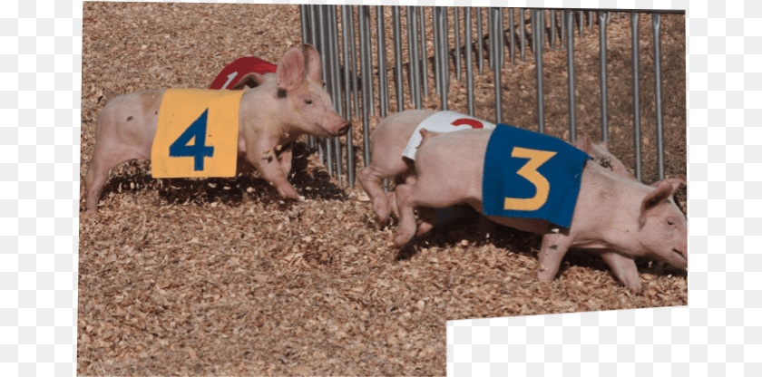 Pig Races Domestic Pig, Animal, Hog, Mammal, Boar Sticker PNG
