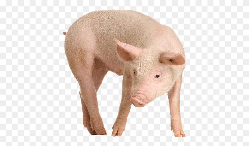 419x434 Cerdo Png / Mamíferos Hd Png