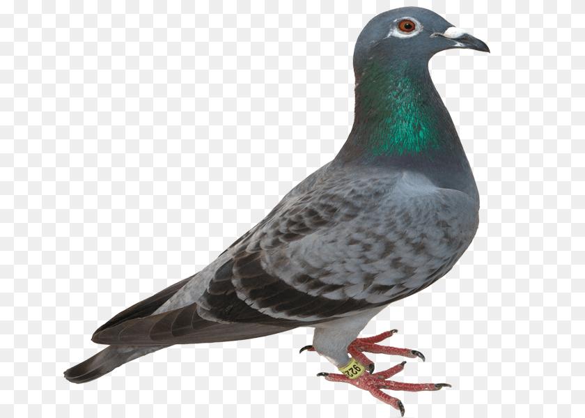 800x600 Pigeon, Animal, Bird, Dove Clipart PNG