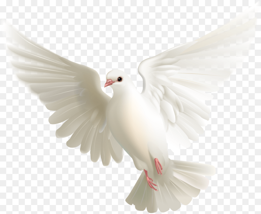 Pigeon, Animal, Bird, Dove Sticker PNG