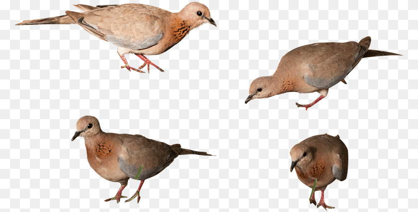 Pigeon American Mourning Dove, Animal, Bird Sticker PNG