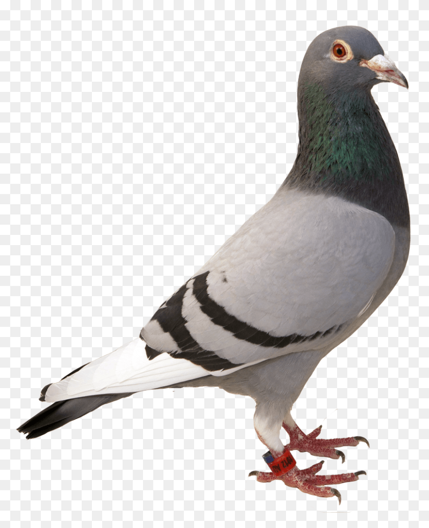 805x1006 Pigeon Auction Pigeon Club Paloma Y Sus Caracteristicas, Bird, Animal, Dove HD PNG Download