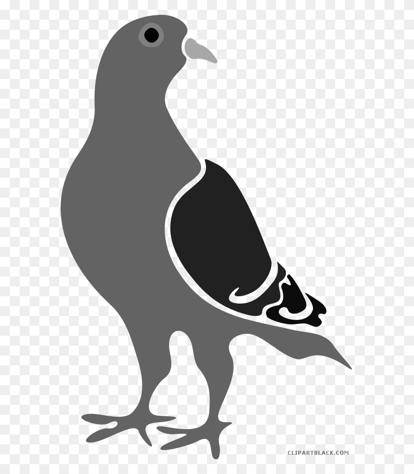 594x900 Pigeon Clipart Google Pigeon Algorithm, Bird, Animal, Penguin HD PNG Download