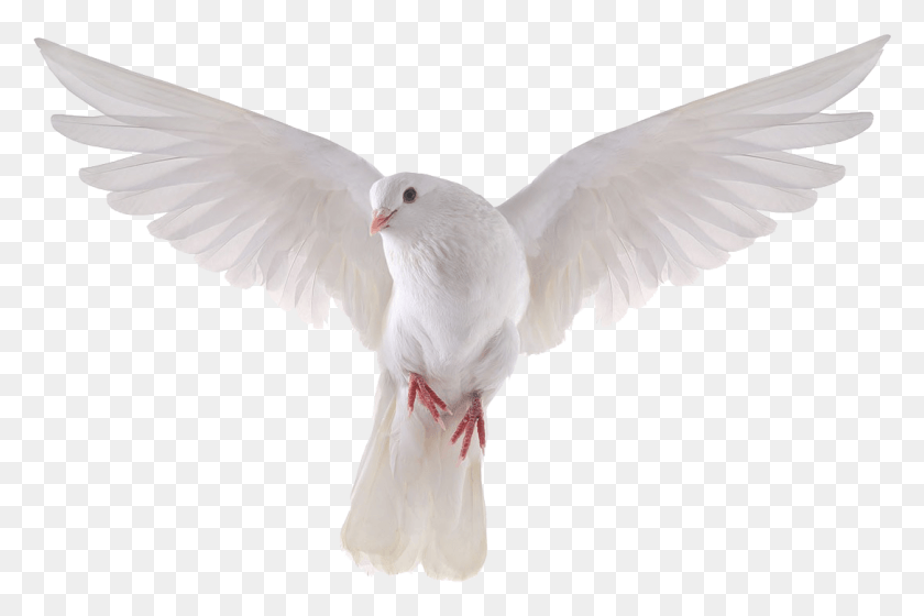 1086x697 Pigeon Clipart Transparent Background Dove, Bird, Animal HD PNG Download