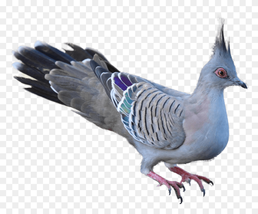 1291x1056 Pigeon Clipart Wood Pigeon Bird, Animal, Dove, Chicken HD PNG Download