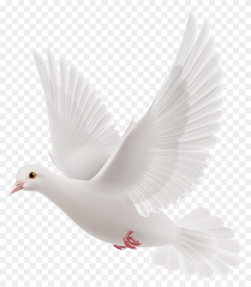 2077x2401 Pigeon Dove With Message, Bird, Animal, Brush HD PNG Download