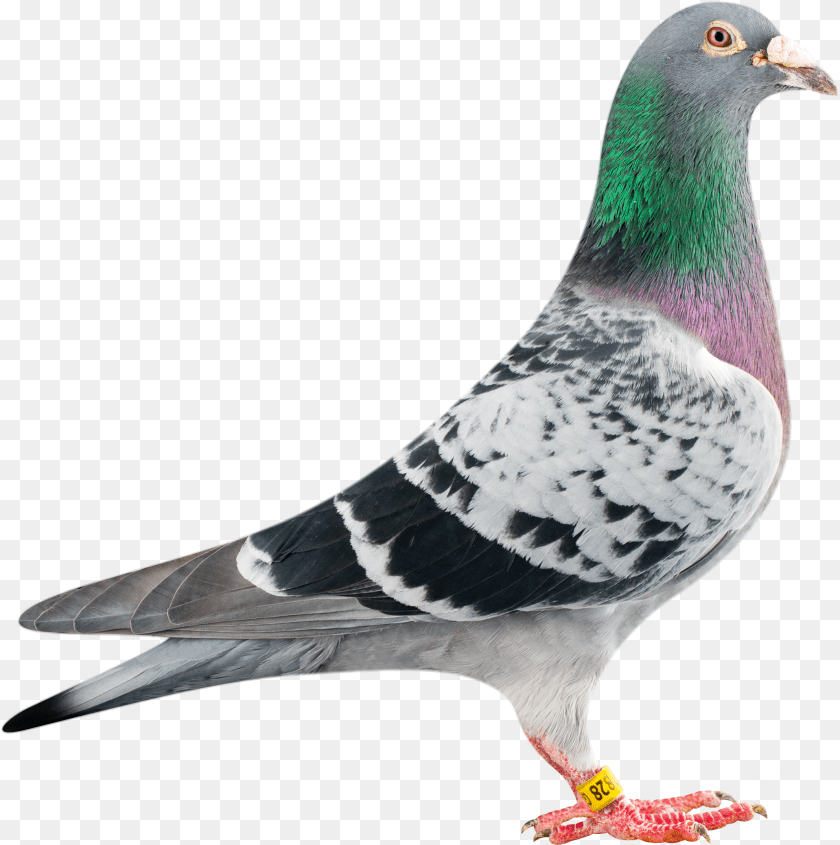 Pigeon Fly Racing Pigeon, Animal, Bird, Dove Transparent PNG
