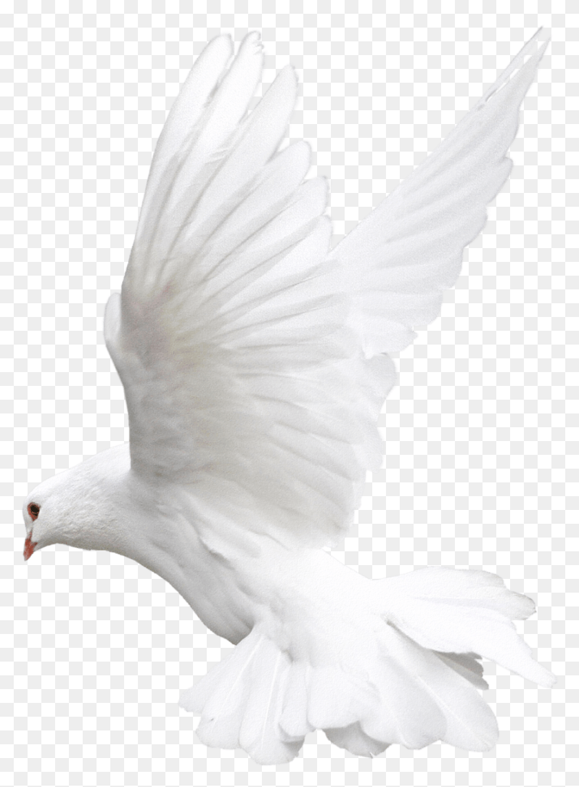 865x1201 Pigeon Fly White Bird For Editing, Dove, Animal, Person HD PNG Download