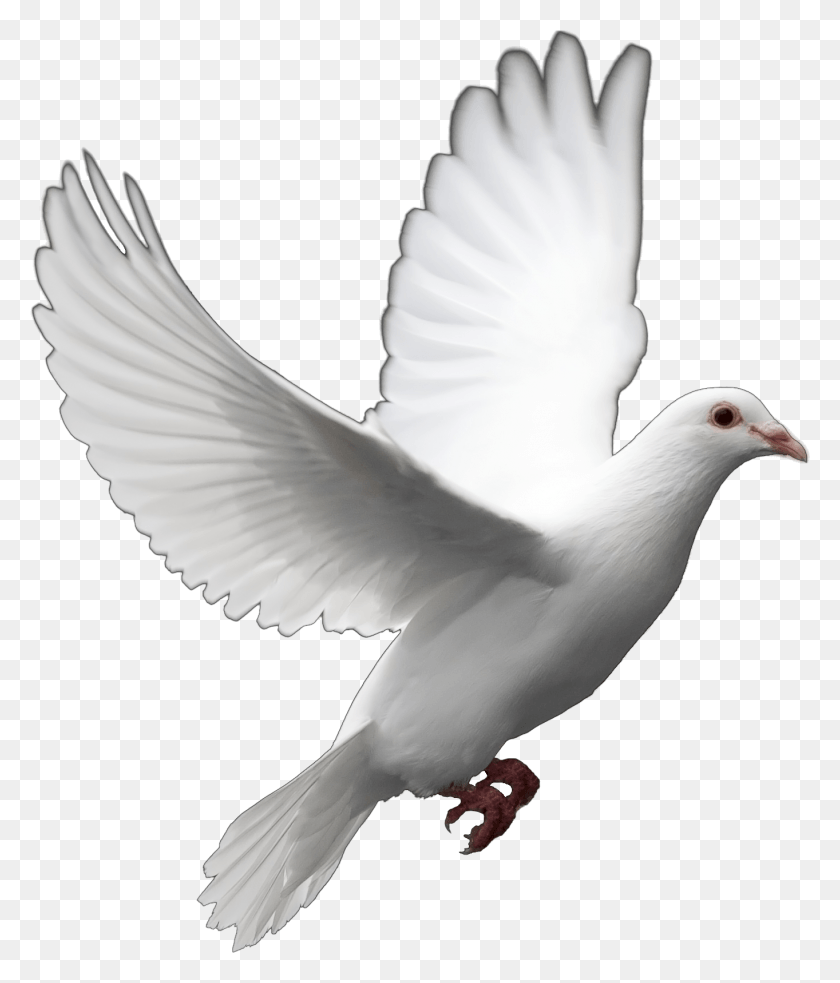 1363x1614 Pigeon Free Pigeon, Bird, Animal, Dove HD PNG Download