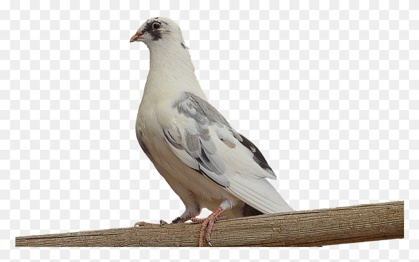 961x574 Pigeon Image Background Belij Golub, Bird, Animal, Dove HD PNG Download