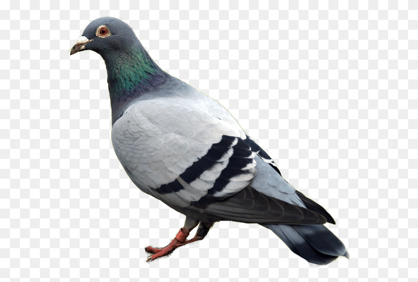 572x508 Pigeon Image Pigeon Bird, Animal, Dove HD PNG Download