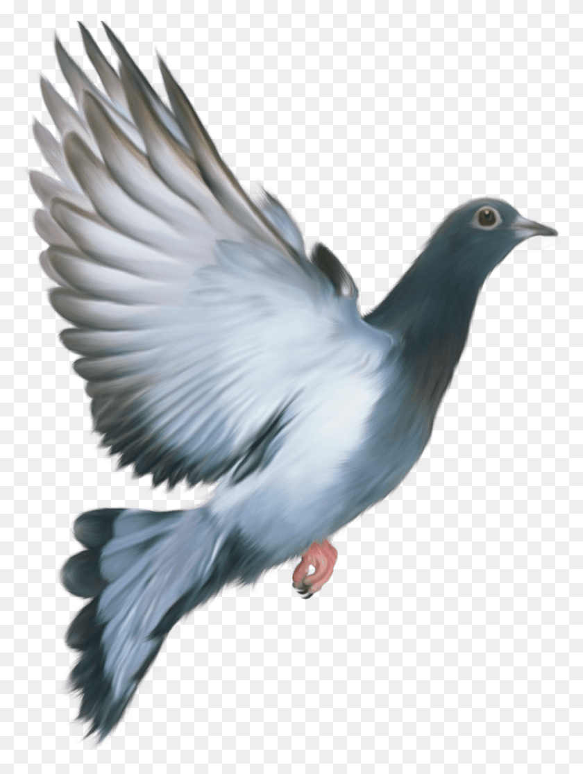 1053x1425 Голубь Любовь Моя Индия День Республики, Птица, Животное, Голубь Hd Png Скачать