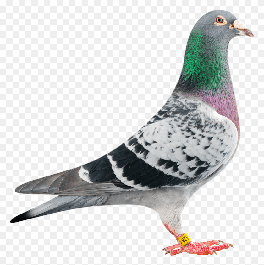 2064x2076 Pigeon Racing Pigeon, Bird, Animal, Dove HD PNG Download