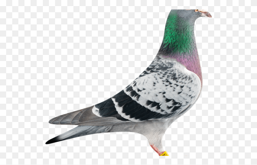 548x481 Pigeon Transparent Images Racing Pigeon, Bird, Animal, Dove HD PNG Download