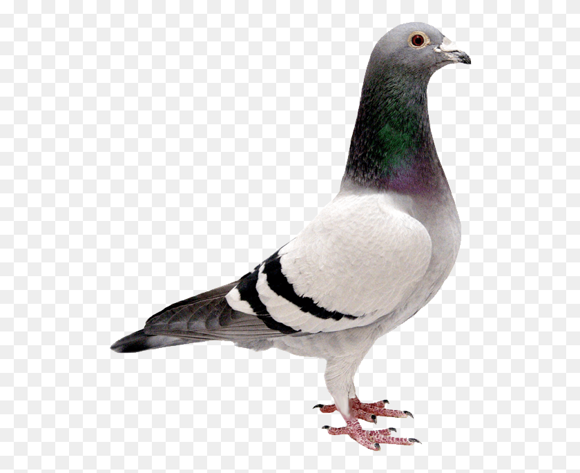 526x625 Pigeon Transparent Images Transparent Bird Transparent, Animal, Dove HD PNG Download
