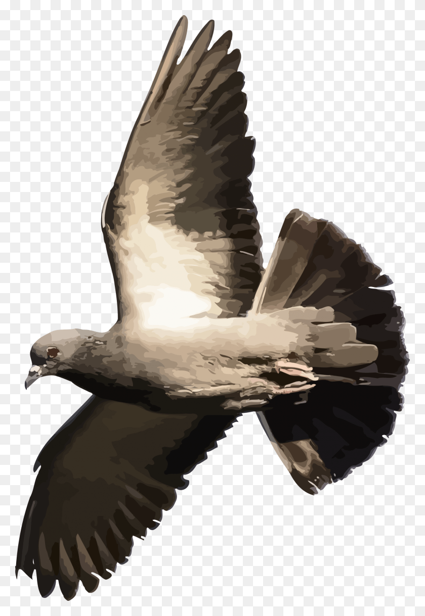 1615x2400 Pigeon Transparent Images Transparent Domestic Pigeon, Bird, Animal, Dove HD PNG Download