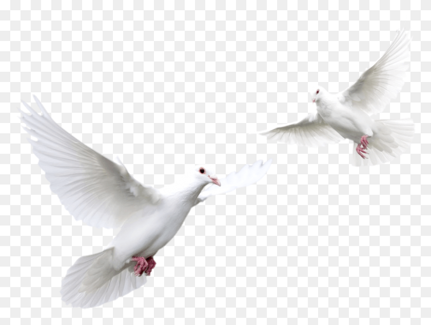 1281x943 Pigeon Transparent Images Transparent White Doves, Bird, Animal, Dove HD PNG Download