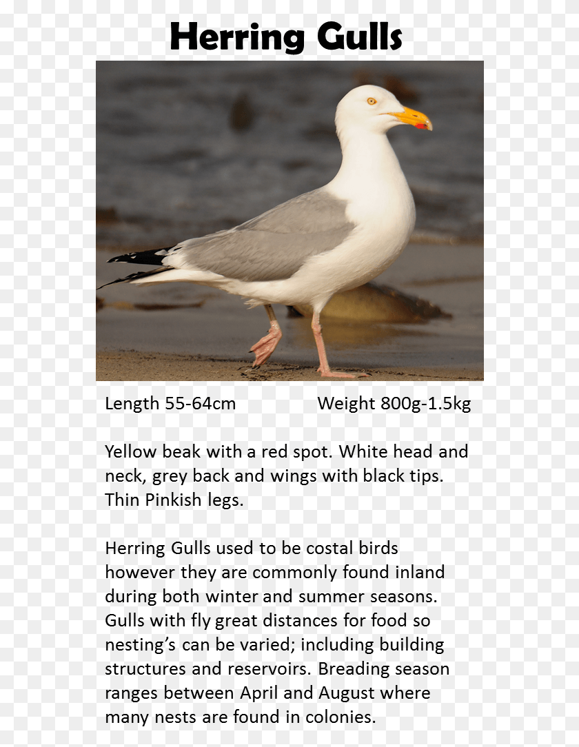 564x1024 Pigeon Western Gull, Bird, Animal, Seagull HD PNG Download