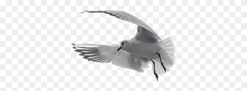 360x251 Pigeon White Bird Dove Nature Peace Symbol Holy Spirit, Seagull, Animal, Flying HD PNG Download