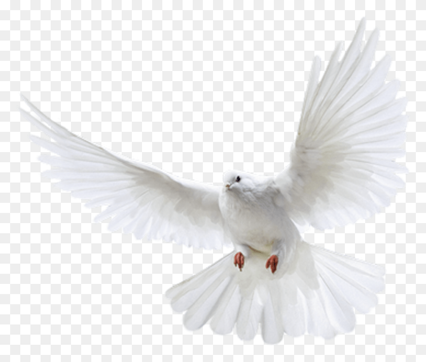 923x774 Pigeon White Pigeon Flying, Bird, Animal, Dove HD PNG Download