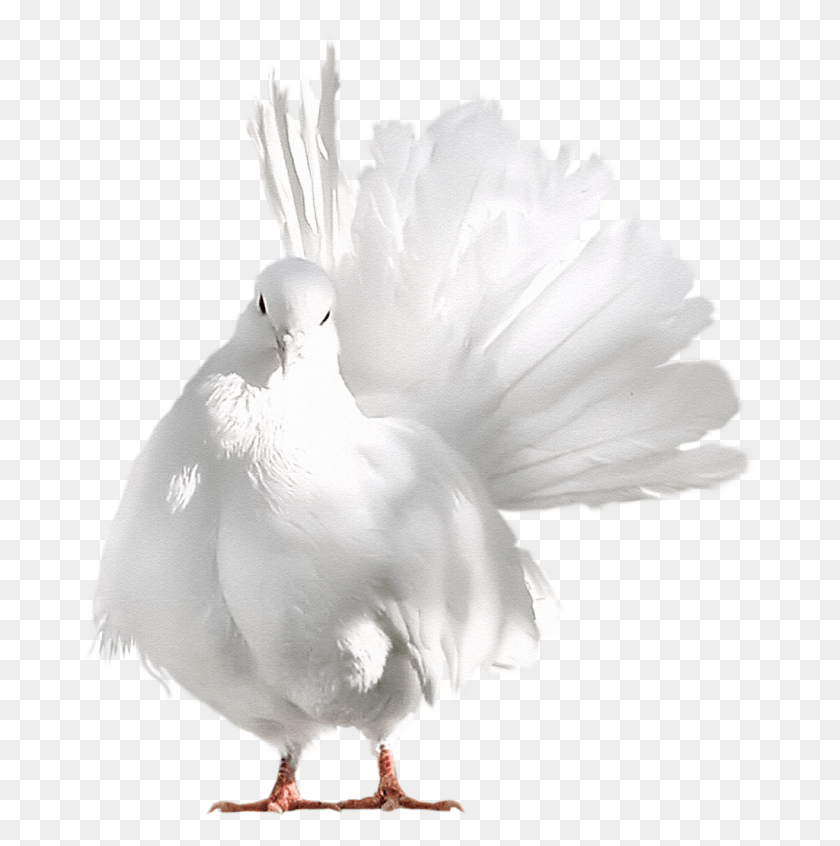 672x786 Pigeons And Birds Pigeon Bird Peace Dove And, Animal, Dove, Chicken HD PNG Download