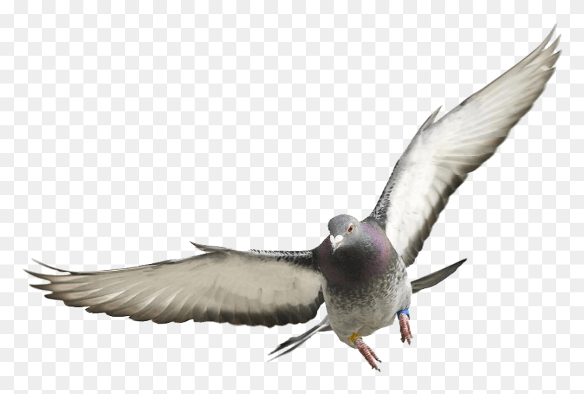 864x561 Pigeons And Doves, Bird, Animal, Pigeon HD PNG Download