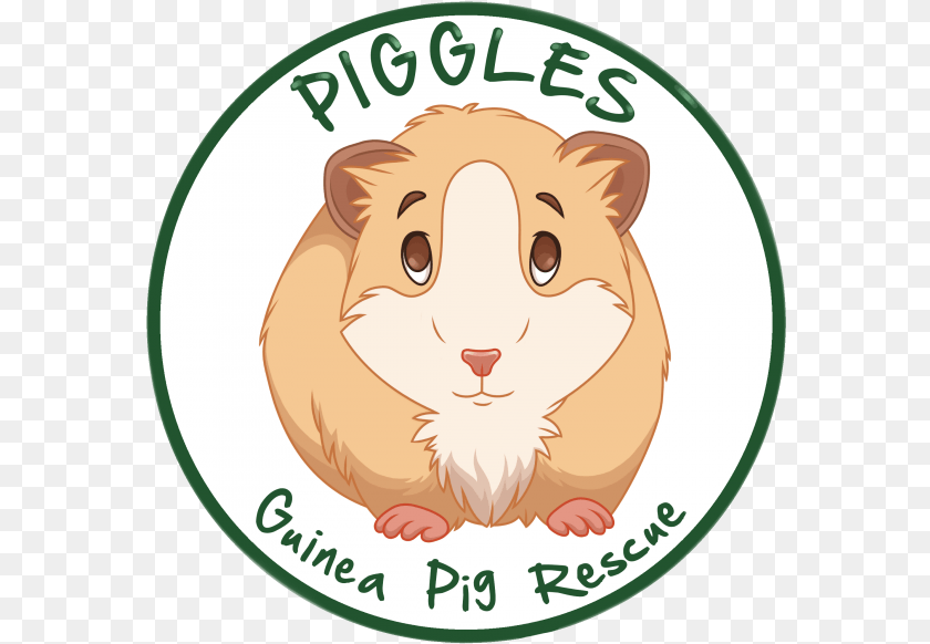 579x582 Piggles Guinea Pig Rescue Guinea Pig, Animal, Hamster, Mammal, Pet Sticker PNG