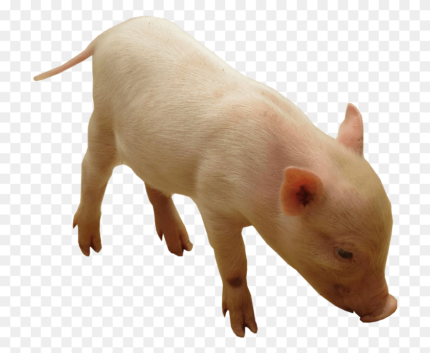 712x631 Поросенок Без Фонового Изображения Домашняя Свинья, Млекопитающее, Животное, Свинья Png Скачать