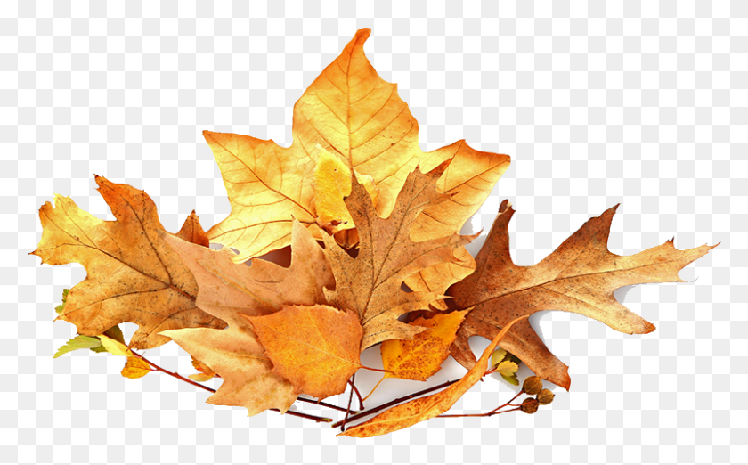 798x473 Pile Of Leaves Pile Of Leaves Transparent, Leaf, Plant, Tree HD PNG Download