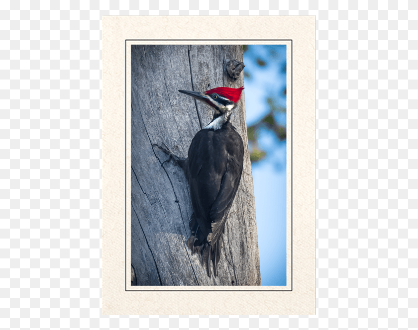 431x604 Pileated Woodpecker, Bird, Animal, Flicker Bird HD PNG Download