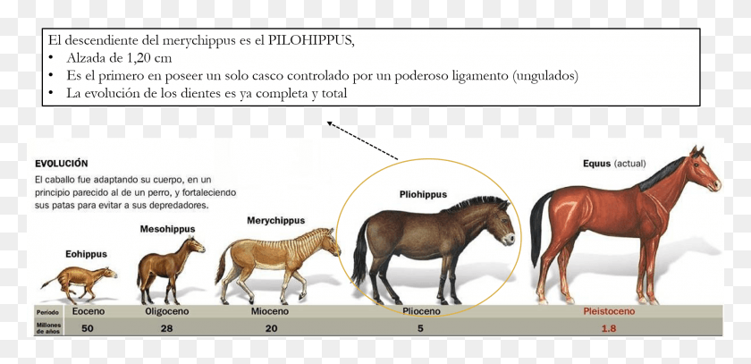 1775x791 Pilohippus Horse Evolution, Mammal, Animal, Label HD PNG Download