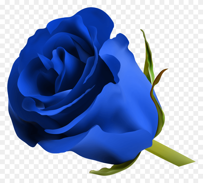 7921x7097 Pin By Maiden On Clipart Purple Beautiful Blue Rose Flowers HD PNG Download