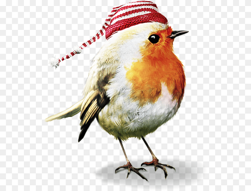 Pin By Patty Nelson Christmas Birds, Animal, Beak, Bird, Robin Transparent PNG