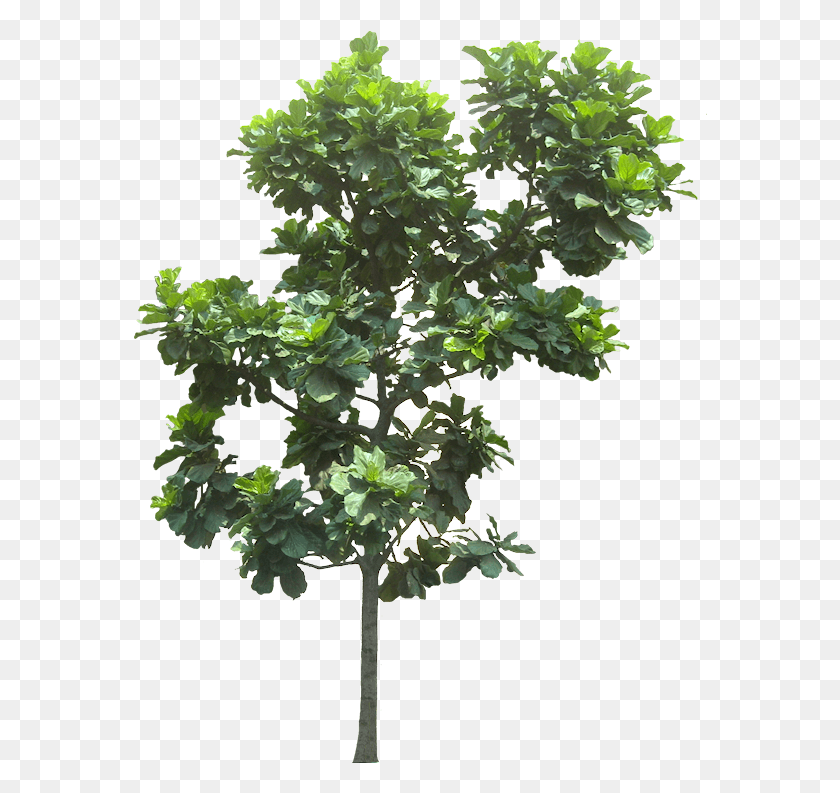 574x733 Вырезанные Из Дерева Камбоджийские Растения, Растение, Лист, Горшечное Растение Hd Png Скачать