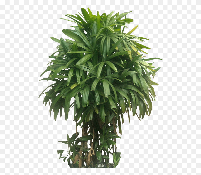 522x669 Вырезанные Из Дерева Камбоджийские Растения Rhapis Excelsa, Растение, Лист, Цветок Png Скачать