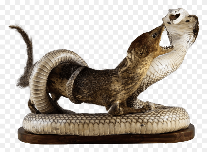 1243x885 Pin By Swanky Monkey On Desirable Goods Mongoose Cobra, Snake, Reptile, Animal HD PNG Download