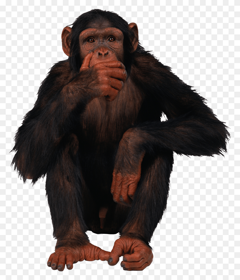 2336x2749 Pin By Transparent Images On Animal Monkey, Ape, Wildlife, Mammal HD PNG Download
